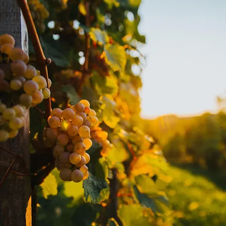 بيت للعطل Relax House Kolpa View Podzemelj Gradac