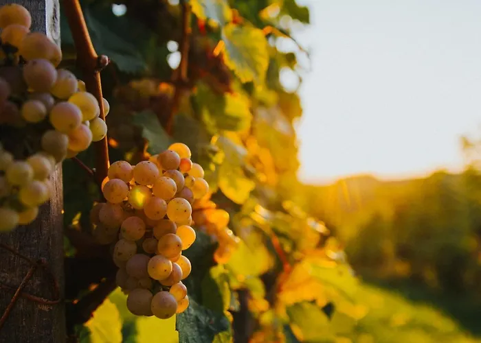 펜션 Relax House Kolpa View Podzemelj Gradac